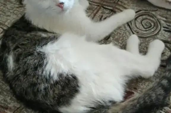 Найдена вислоухая кошка в Магнитогорске