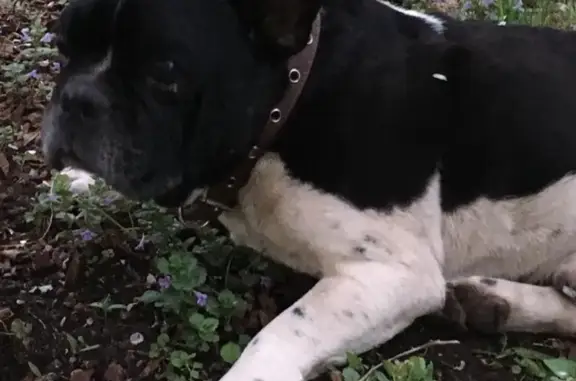 Собака найдена в Комсомольске-на-Амуре
