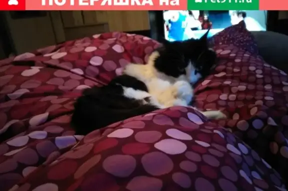 Кошки потеряшки, Бараново, фото: Потеряшка кошка в районе СНТ Первомайское/Бараново