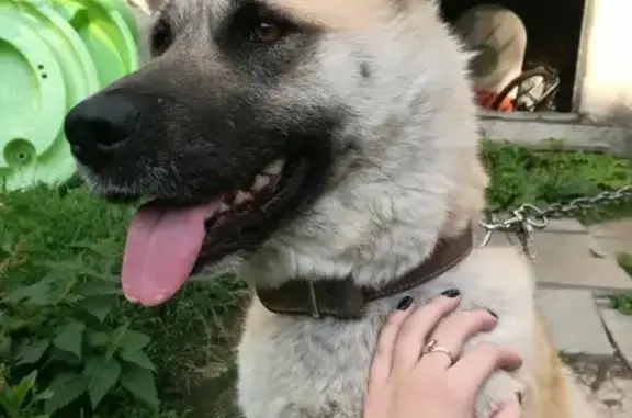 Потерянные животные Москва, фото: Пропала собака в г. Щербинка, ищем Зуму!