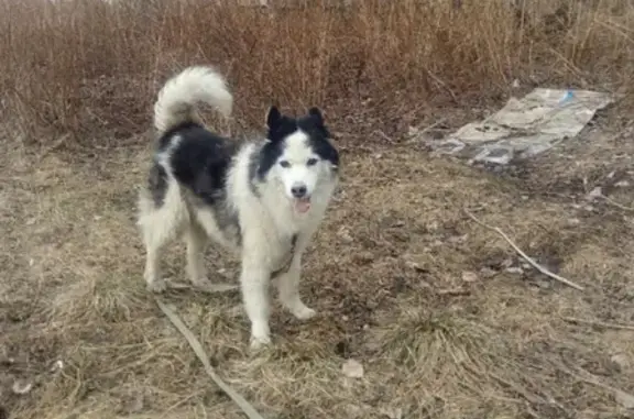 Найдена собака Мурманск ищет передержку для метиса хаски Фрэнка.