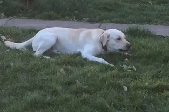 Объявления о пропавших и найденных животных, Липецк, фото: Пропала собака в Липецке, 24-й мкр-он