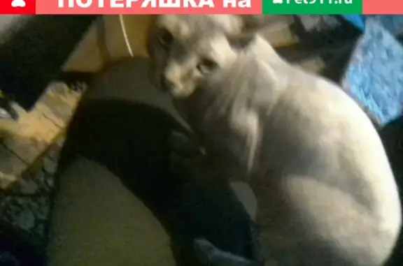 Пропала кошка Донской сфинкс в Новом Городке