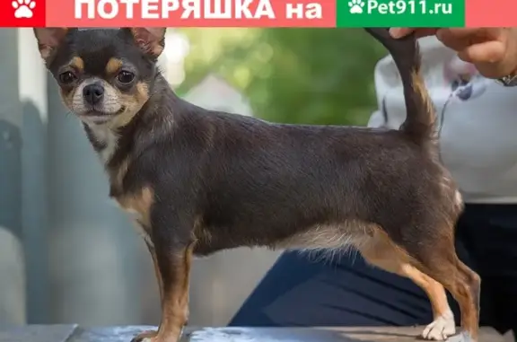 Пропала собака Буся в Ульяновске, Верхняя Терраса. Помогите найти!