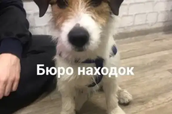 Пропала собака Рос на Московском 4 в Архангельске