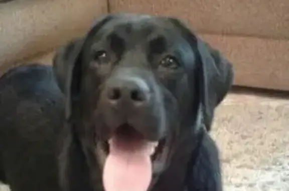 Собаки потеряшки, село Малый Маяк, фото: Потеряшка собака в Малом Маяке на ул.Морской - Лабрадор по кличке Ронни.