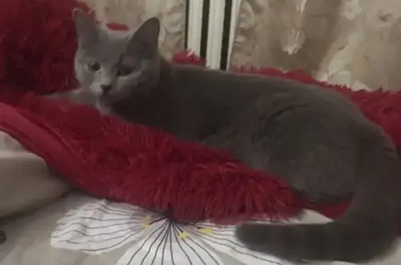 Кошки потеряшки, Котельский, фото: Потеряшка кошка в Котельском!