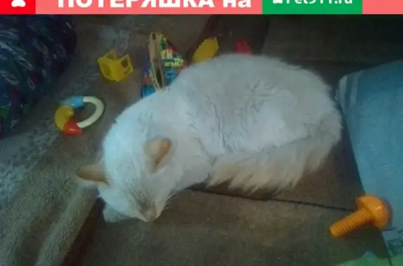 Пропал кот Снежок на ул. Ковпака, район Южная, Березовский
