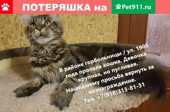 Пропала кошка Дарина, Мейн кун, Краснодарский край