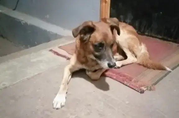 Найдена собака на Гвардейской 14 в Твери