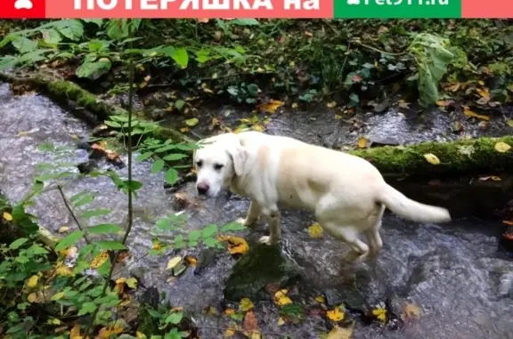 Пропал палевый лабрадор ЛОРД в с. Весёлое, Сочи