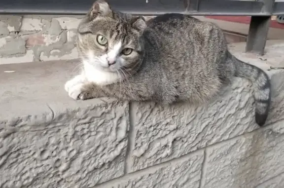 Пропала кошка в районе Азовского рынка, Новочеркасск