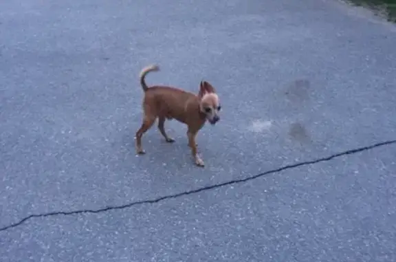 Найдена собака на ул. Интернациональная-Южный бульвар