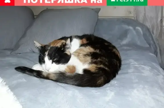 Пропала кошка в Коммунар, Ленобласть