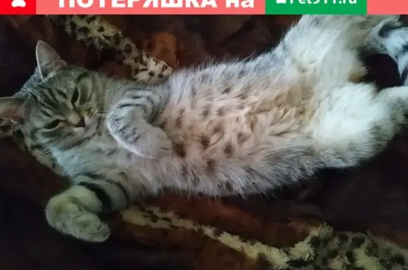 Объявления о пропавших и найденных животных, Смоленск, фото: Пропала кошка на ул. Попова 115, Смоленск