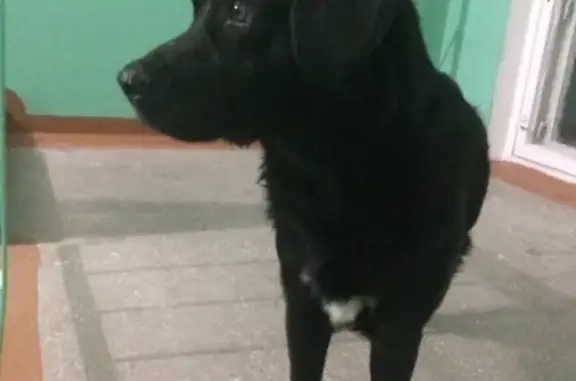 Найдена собака без хозяина в Нижнем Новгороде