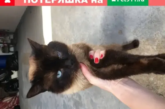Найден породистый кот в Кобрине