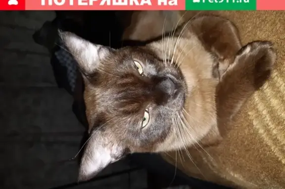 Пропала кошка Жорик, Детский пр-д 18, Ивантеевка