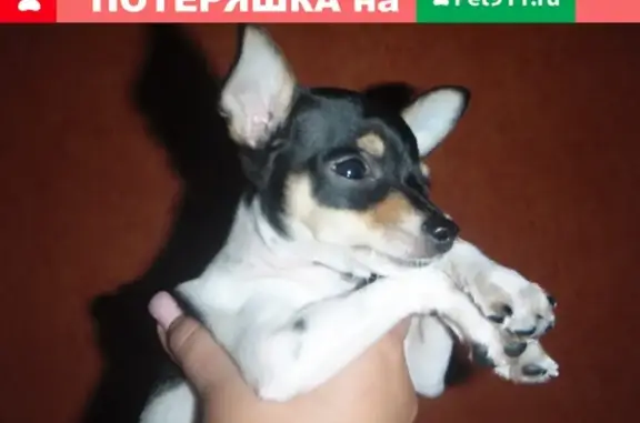 Пропала собака Грошик в Багратионовске