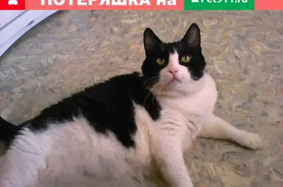 Пропал кот на улице Ивана Сусанина, дом 54