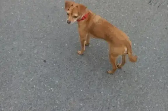 Найдена собака на ул. Малая-Балканская (СПб, Фрунзенский р-н)