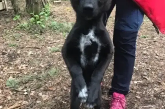 Найден чёрный щенок (Екатеринбург, Шарташ)