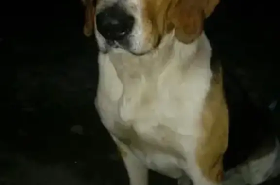 Собаки потеряшки, Морки, фото: Потеряшка собака в Моркинском районе, Республика Марий Эл