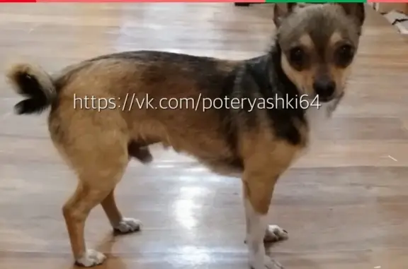 Найдена собака в Волжском районе Саратова
