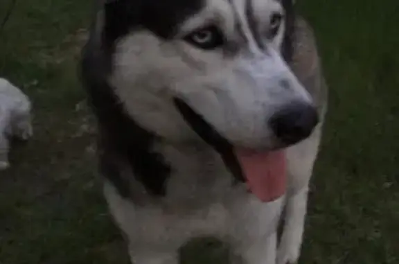 Найдена собака хаски в Фрязино, проспект Мира