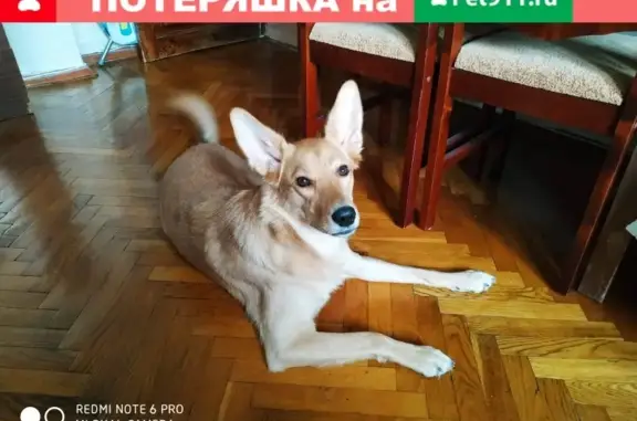 Собаки потеряшки, Новотроицкое, фото: Потеряшка собака в деревне Новотроицкое, Московская обл.