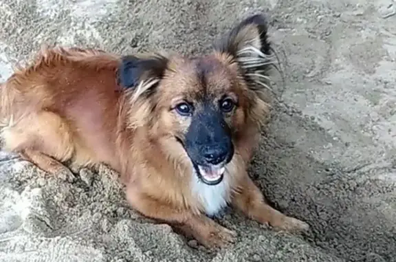 Пропала собака Арчи в Комсомольске-на-Амуре