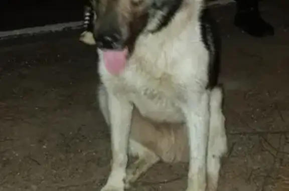 Найдена собака в Всеволожском районе ЛО