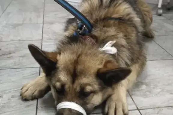 Найдена собака в Ногинске, Московская область
