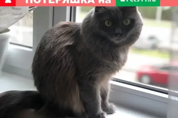 Пропала кошка на 60 лет ВЛКСМ 52, вознаграждение!