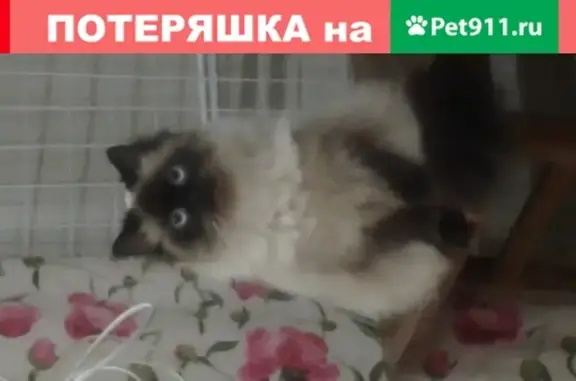 Кошки потеряшки, Москва, фото: Потеряшка кошка на улице Олеко Дундича 47