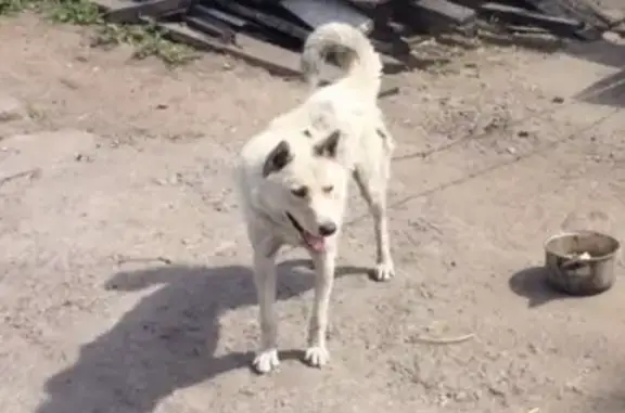 Пропала собака возле 4 школы в Кызыле