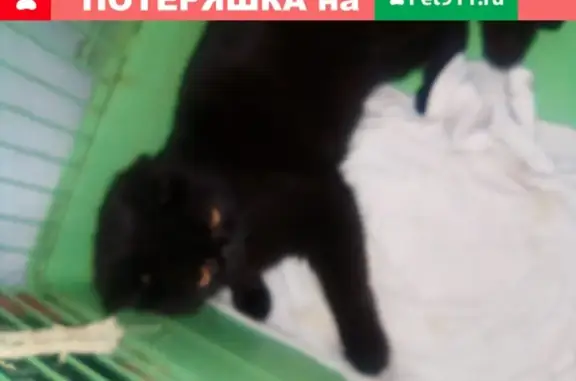 Найден кот на Ломоносова, 55 #Котопёс_Найденные