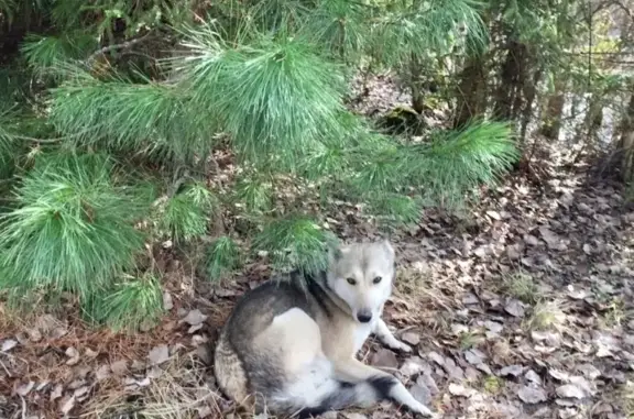 Пропала собака Майя в селе Итатка, Томская область