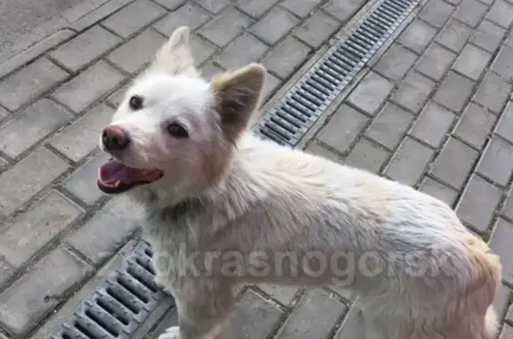 Найдена собака в Опалихе, нужна помощь! #найденасобака2019