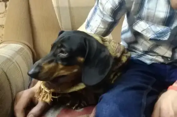 Найдена собака Такса на улице Дачной, Ростов-на-Дону