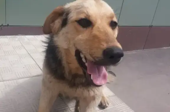 Найдена собака в Воронежской области - помогите!