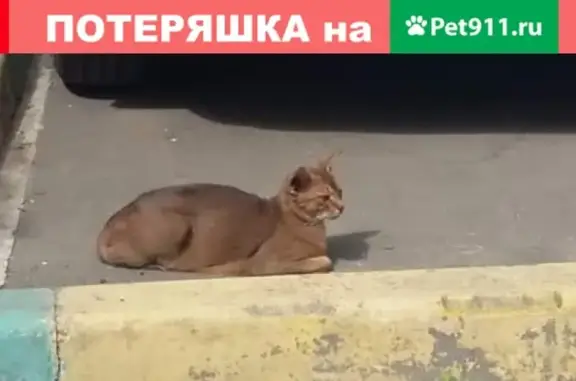 Найдена кошка в Перово, Москва