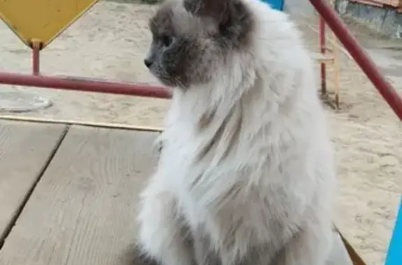 Найдена кошка Кошечка на ул. С. Лазо, Томск