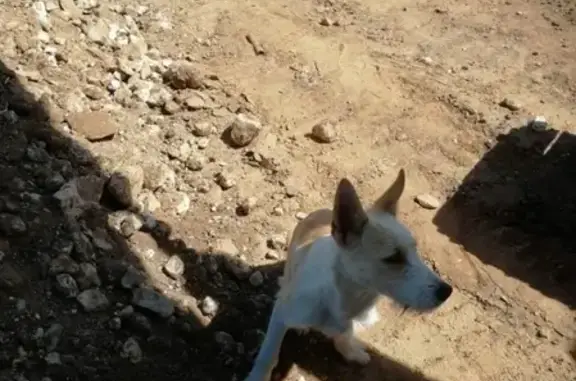 Найдена собака в Кстовском р-оне, возможно потерялась