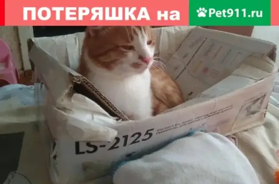 Пропал рыжий кот на ул. Мира 3 в Чусовом
