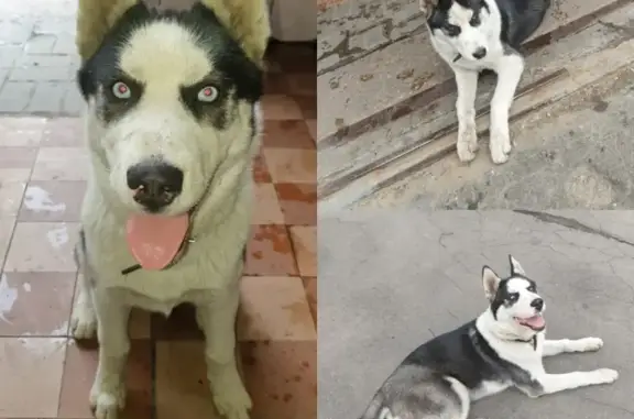 Собаки потеряшки, Москва, фото: Потеряшка хаски на Дмитровском шоссе 102, видели на 800-летия Москвы.