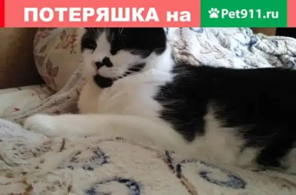 Пропала кошка Варя на ул. Н. Музыки, Севастополь #пропал@sevanimals