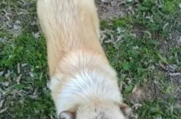 Найдена собака в Коломенском районе, Подлипки - срочный пост!