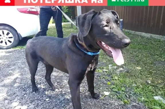 Собака Босс ищет любящую семью в Москве