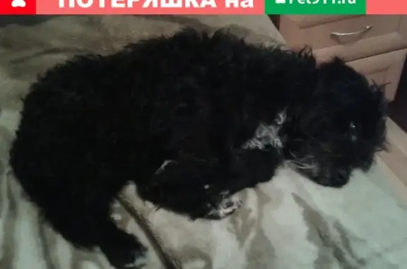 Пропала собака в Новороссийске, помогите найти!